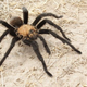 Illustration for article titled Horror of the Day: Tarantulas Migrate En Masse